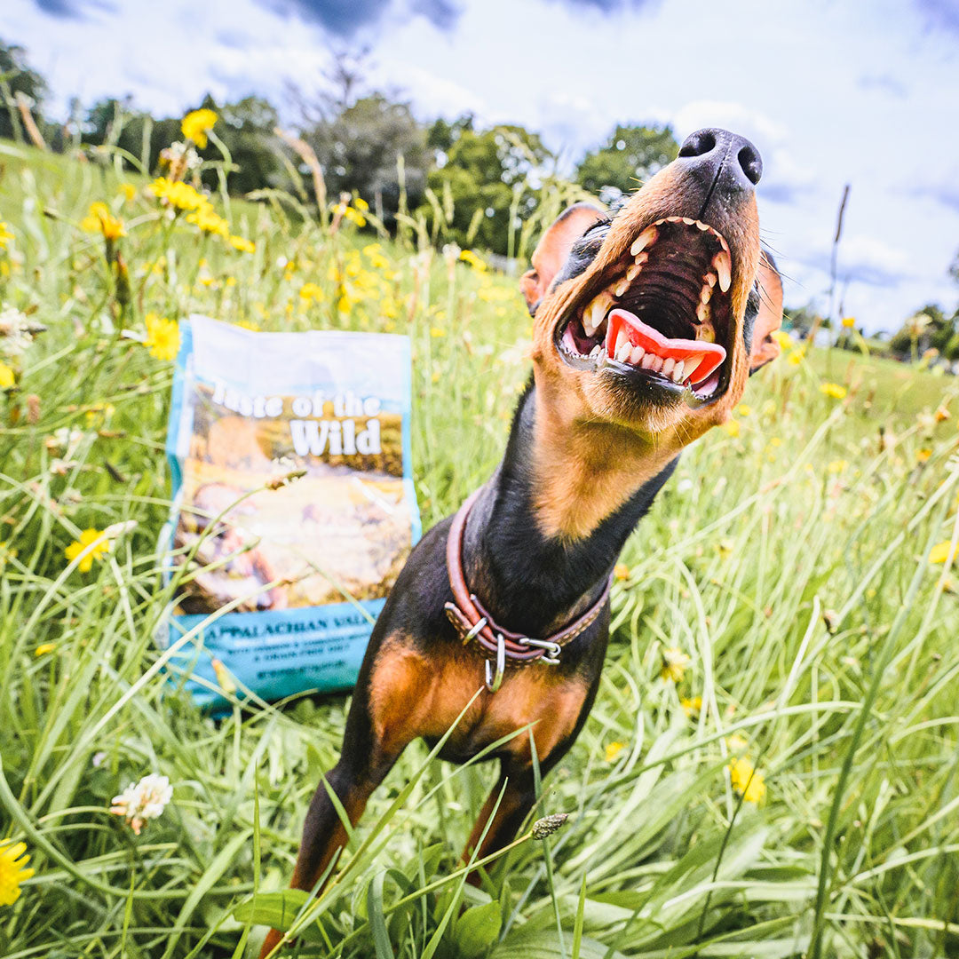 Appalachian shop dog food